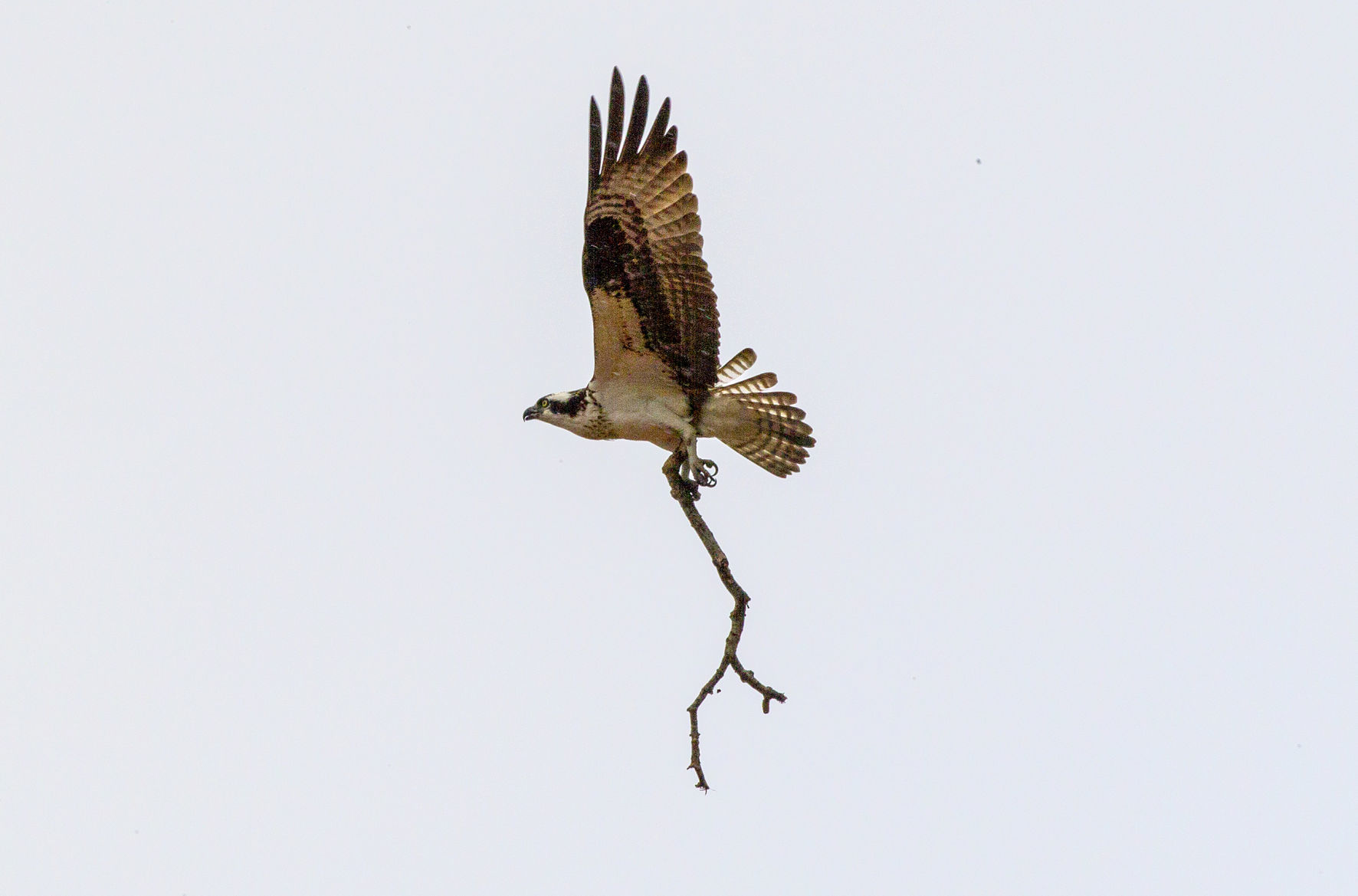Osprey